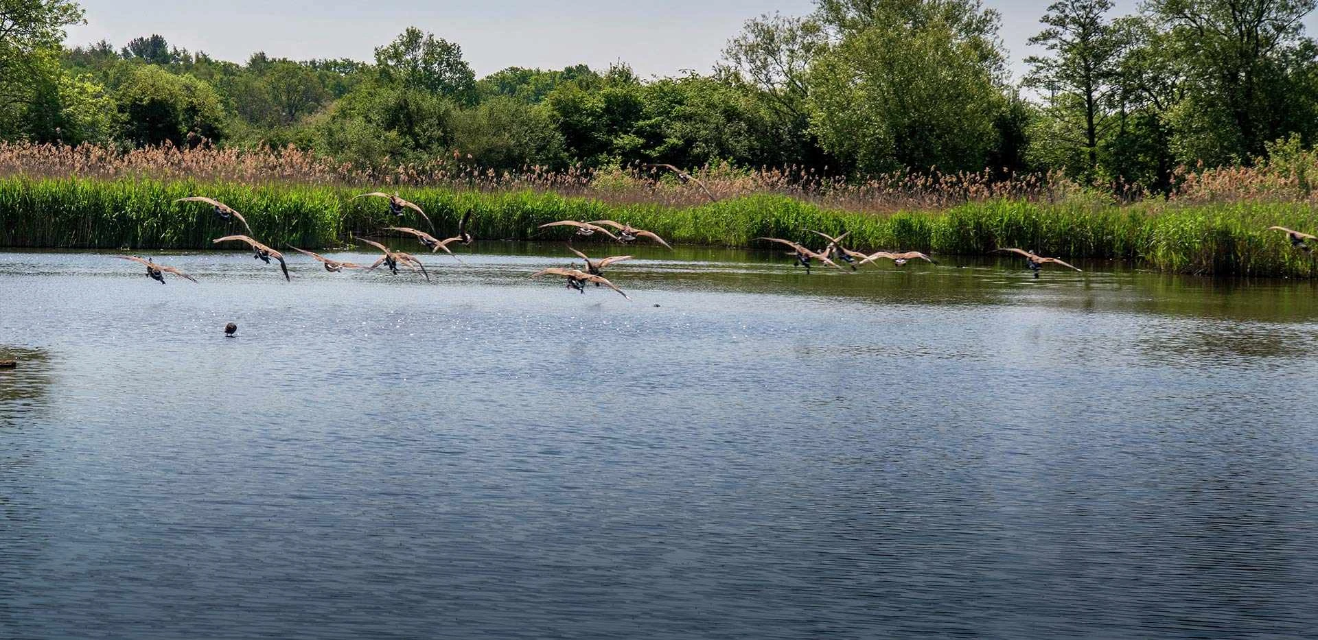 Crookham Village Fleet Lake Birds Nature View