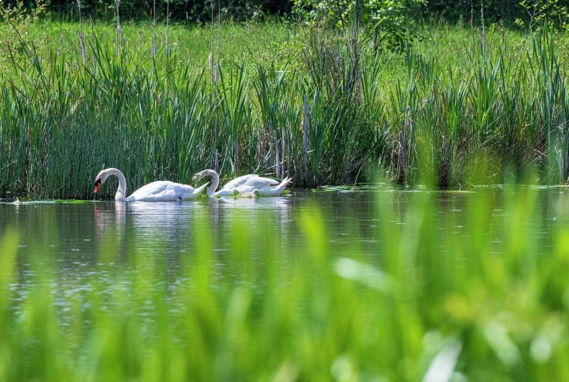 Crookham Village Fleet Lake Swans Nature Close Up