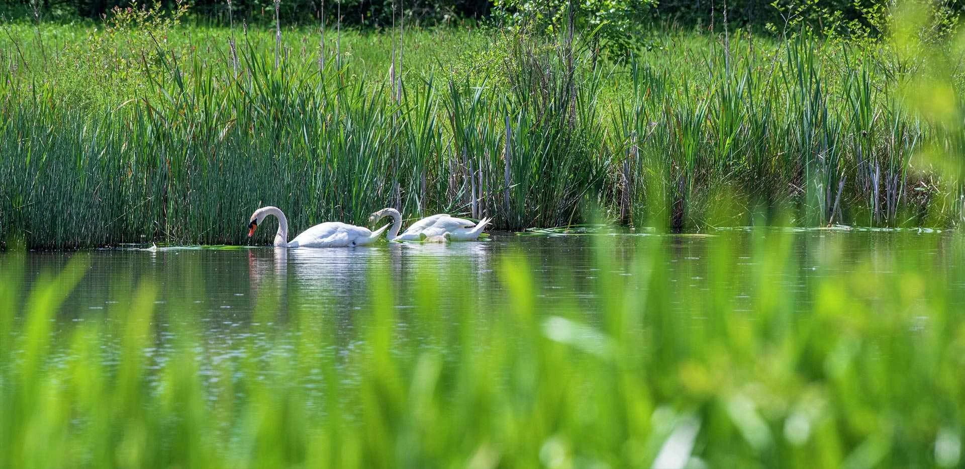 Crookham Village Fleet Lake Swans Nature Close Up