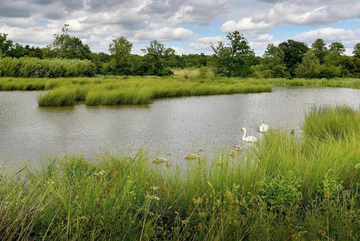 Crookham Village Fleet Lake Swans Nature Landscape