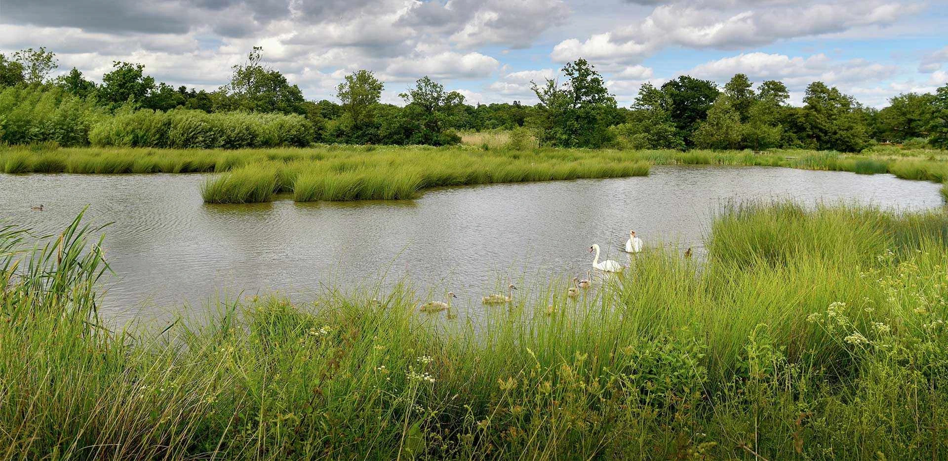 Crookham Village Fleet Lake Swans Nature Landscape