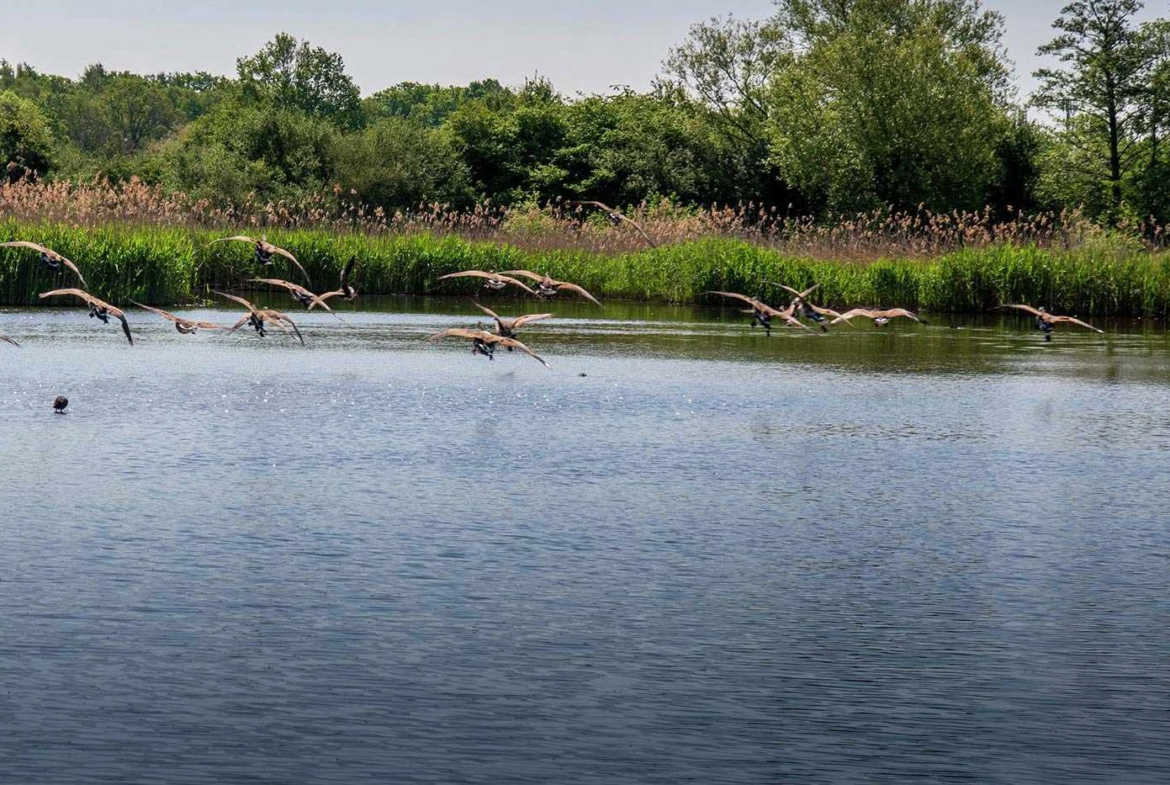 Crookham Village Fleet Nature Lake Birds Wildlife
