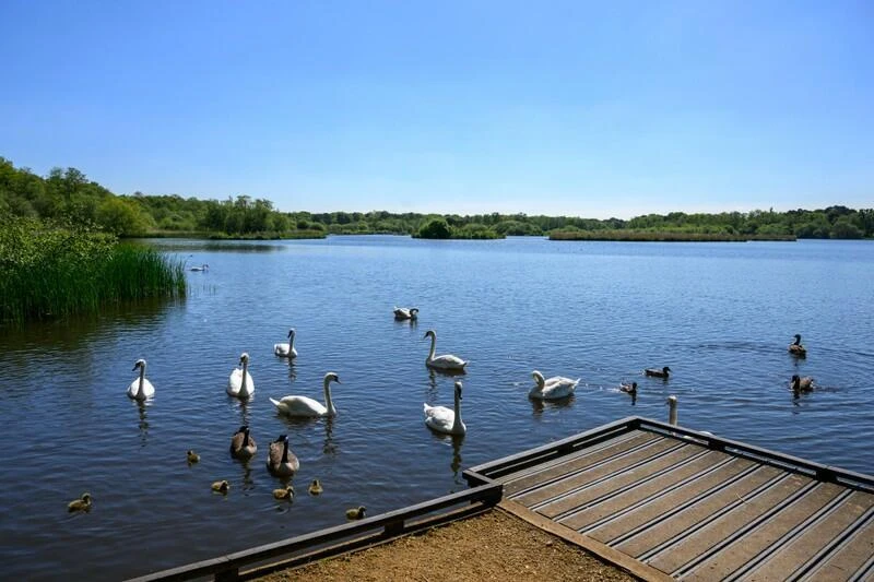 Crookham Village Fleet Nature Lake Swans Outdoor Area