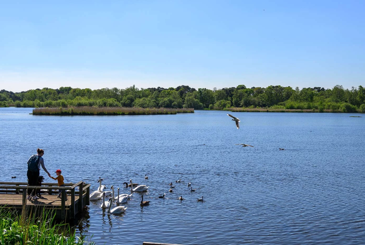 Crookham Village Fleet Nature Pond Wildlife