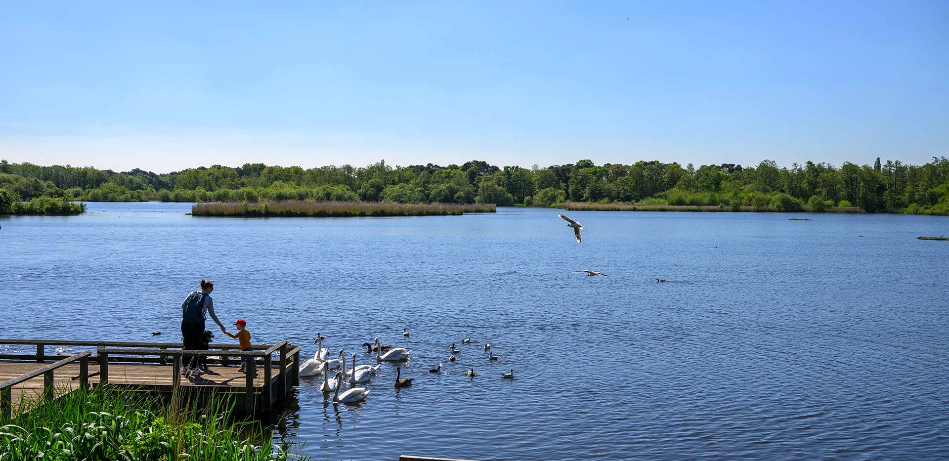 Crookham Village Fleet Nature Pond Wildlife