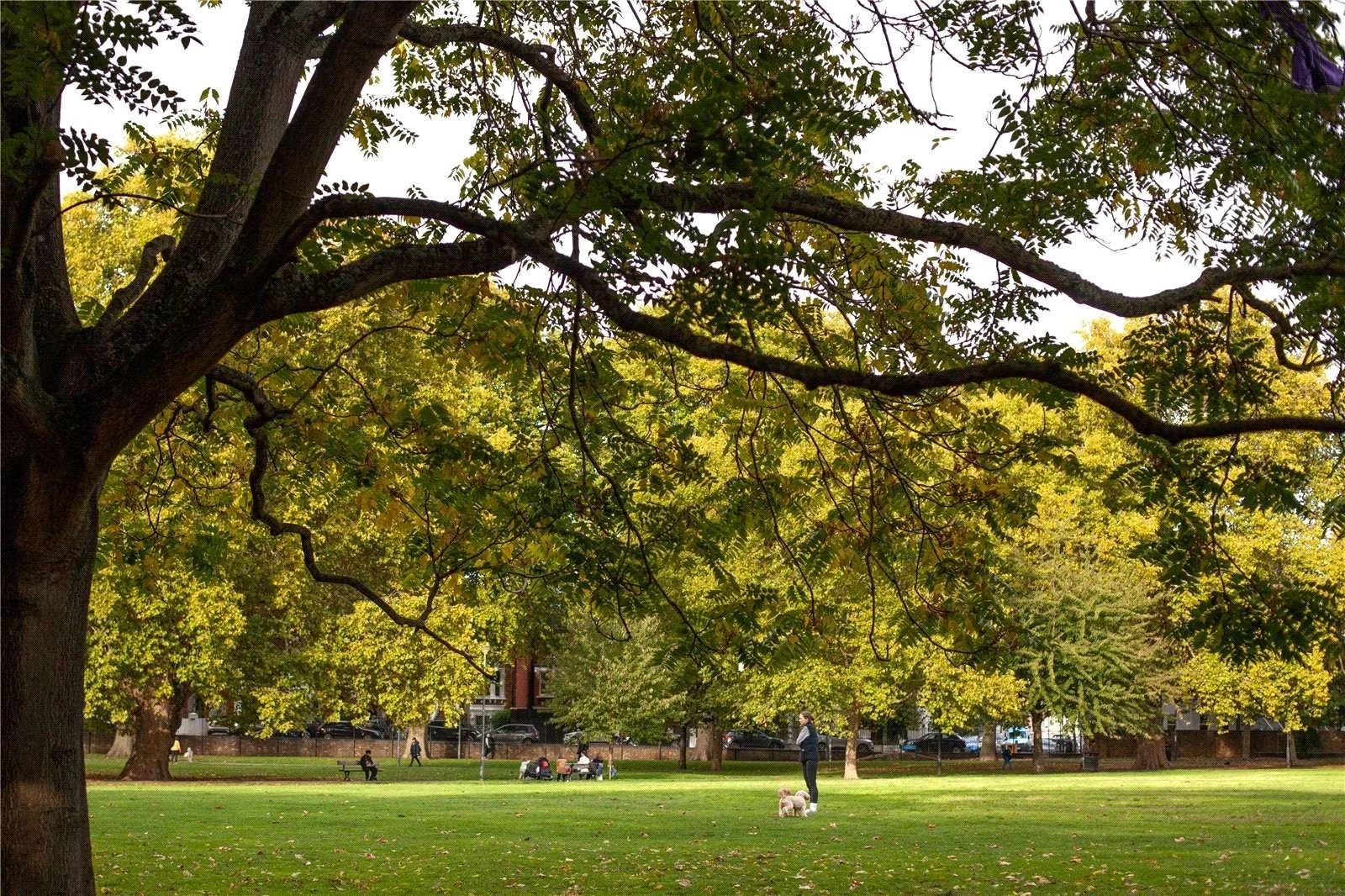 Hurlingham Waterfront Sw6 London Nearby Park Autumn Trees Dog Walking Fulham Green Space