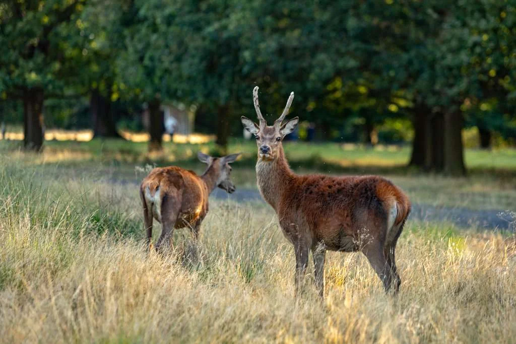 Richmond Park Red Deer Wildlife Royal Borough Richmond Surrey Tw9