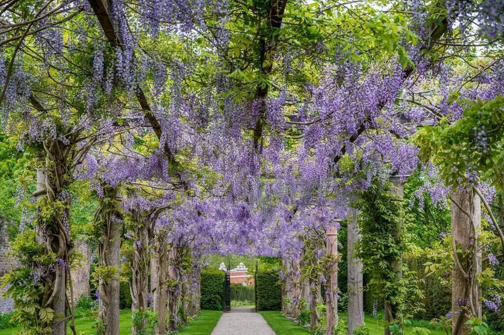 Trent Park En4 Wisteria Walk Historic Gardens