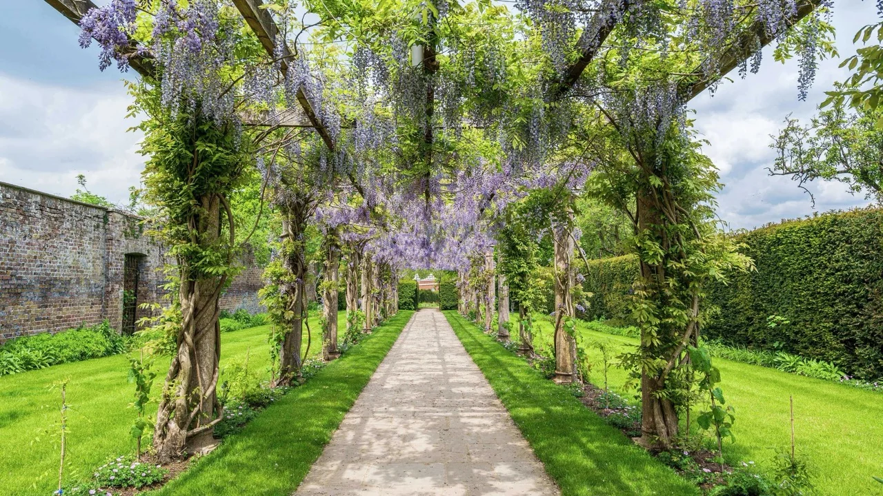 trent-park-walled-gardens-wisteria-walkway-enfield-london-en4 Trent Park Walled Gardens Wisteria Walkway Enfield London En4